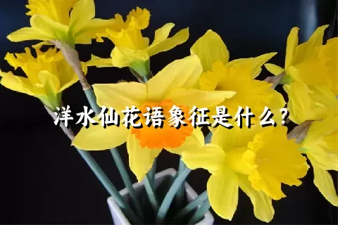 洋水仙花语象征是什么？