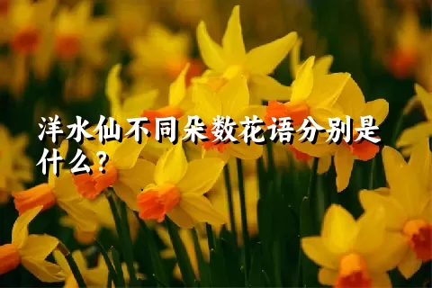 洋水仙不同朵数花语分别是什么？