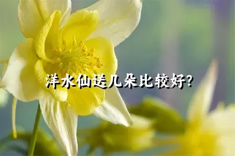 洋水仙送几朵比较好？