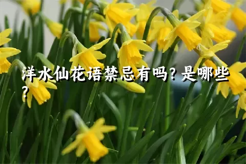 洋水仙花语禁忌有吗？是哪些？