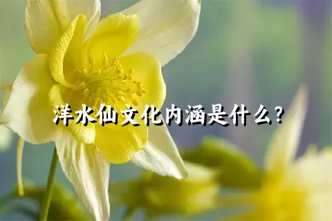 洋水仙文化内涵是什么？