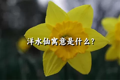 洋水仙寓意是什么？