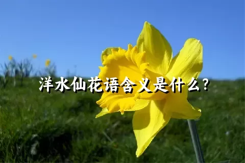 洋水仙花语含义是什么？