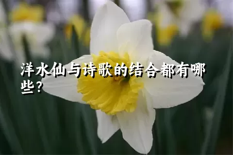 洋水仙与诗歌的结合都有哪些？