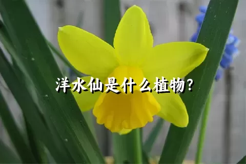 洋水仙是什么植物？