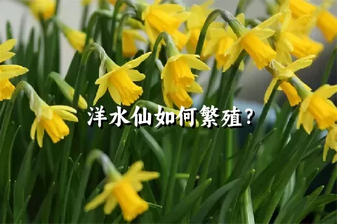 洋水仙如何繁殖？