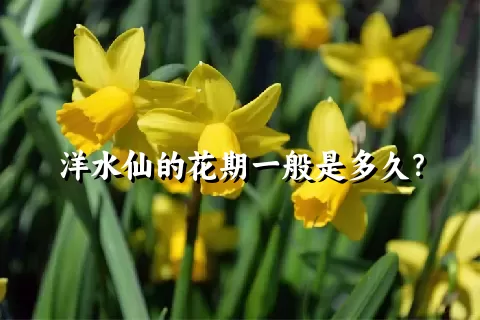 洋水仙的花期一般是多久？