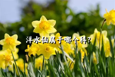 洋水仙属于哪个科？