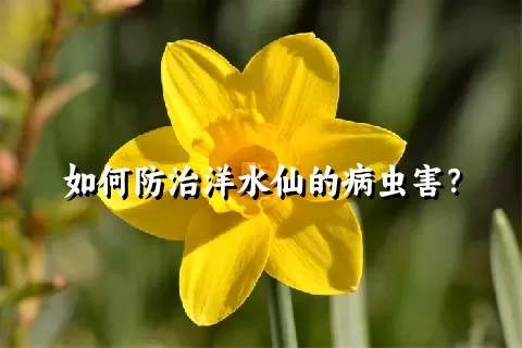 如何防治洋水仙的病虫害？