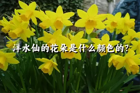 洋水仙的花朵是什么颜色的？