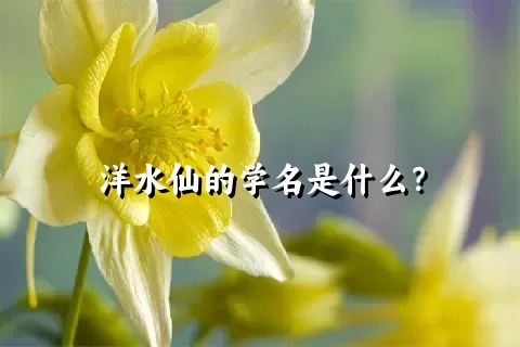 洋水仙的学名是什么？