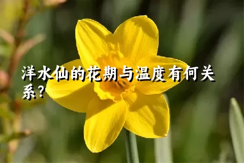 洋水仙的花期与温度有何关系？