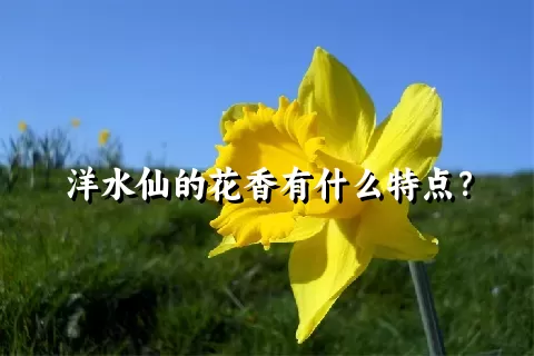 洋水仙的花香有什么特点？