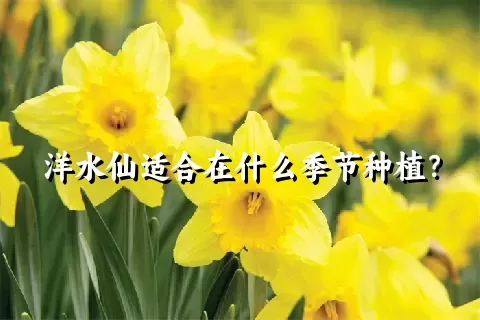 洋水仙适合在什么季节种植？