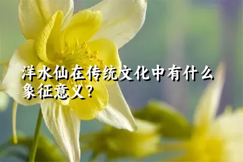 洋水仙在传统文化中有什么象征意义？