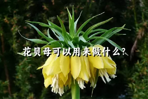 花贝母可以用来做什么？