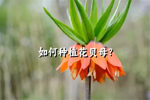 如何种植花贝母？