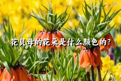 花贝母的花朵是什么颜色的？