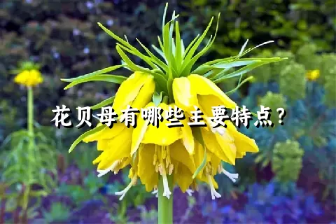 花贝母有哪些主要特点？