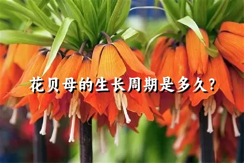 花贝母的生长周期是多久？