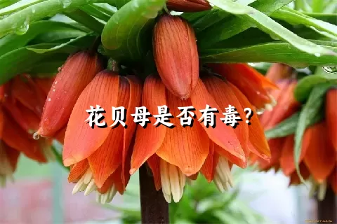 花贝母是否有毒？