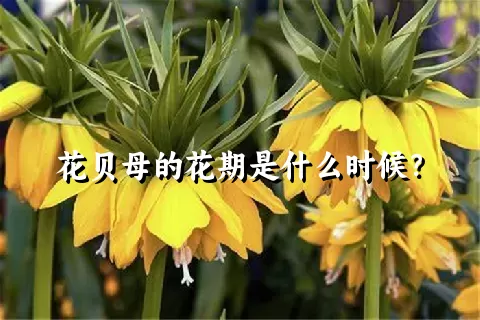 花贝母的花期是什么时候？