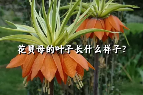 花贝母的叶子长什么样子？