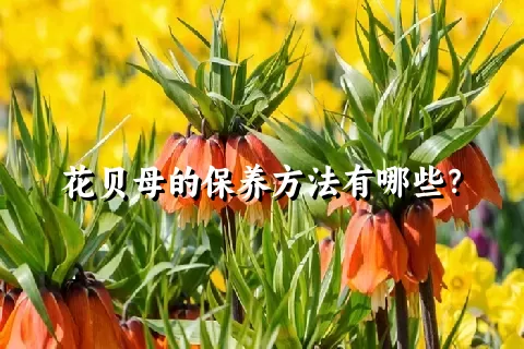 花贝母的保养方法有哪些？