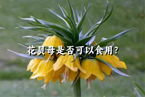 花贝母是否可以食用？