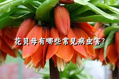 花贝母有哪些常见病虫害？