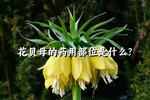 花贝母的药用部位是什么？