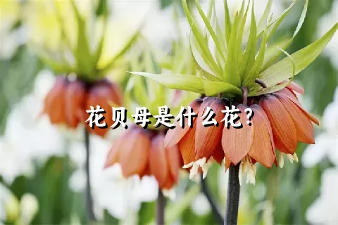 花贝母是什么花？