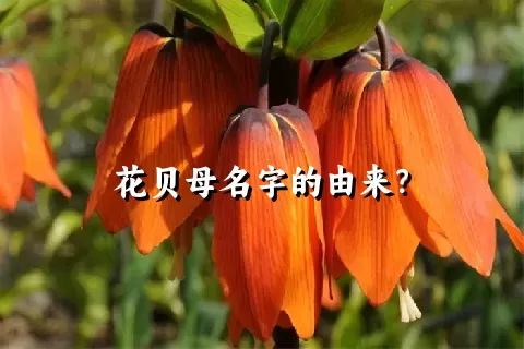 花贝母名字的由来？