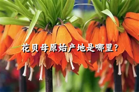 花贝母原始产地是哪里？