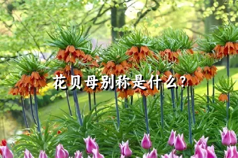 花贝母别称是什么？