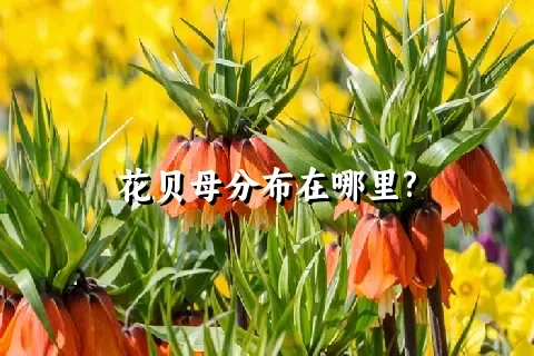 花贝母分布在哪里?