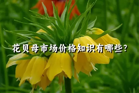 花贝母市场价格知识有哪些？