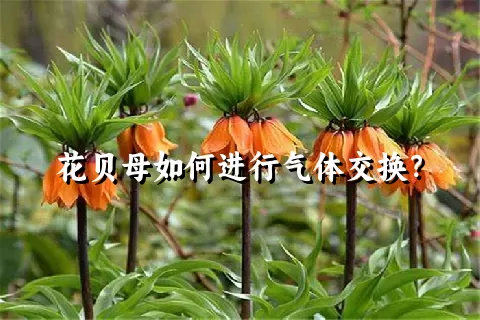 花贝母如何进行气体交换？