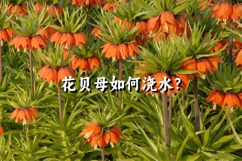 花贝母如何浇水？