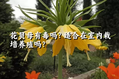 花贝母有毒吗？适合在室内栽培养殖吗？