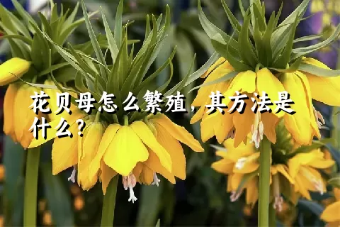 花贝母怎么繁殖，其方法是什么？