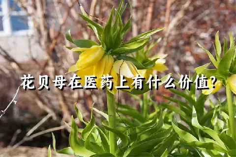 花贝母在医药上有什么价值？