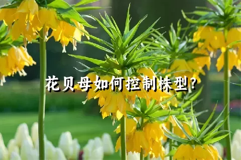 花贝母如何控制株型？