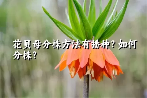 花贝母分株方法有播种？如何分株？