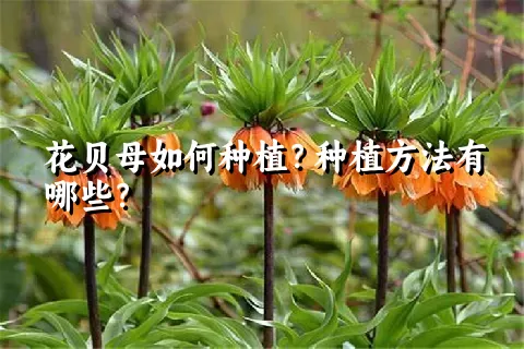 花贝母如何种植？种植方法有哪些？