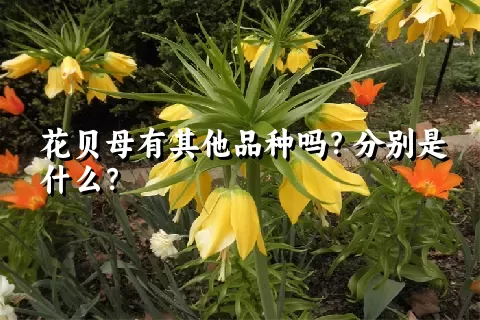 花贝母有其他品种吗？分别是什么？