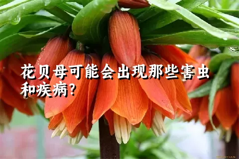 花贝母可能会出现那些害虫和疾病？