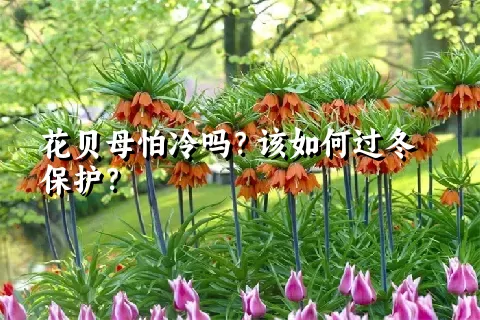 花贝母怕冷吗？该如何过冬保护？