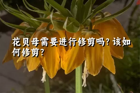 花贝母需要进行修剪吗？该如何修剪？