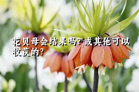 花贝母会结果吗？或其他可以收获的？